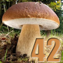 Steinpilz42